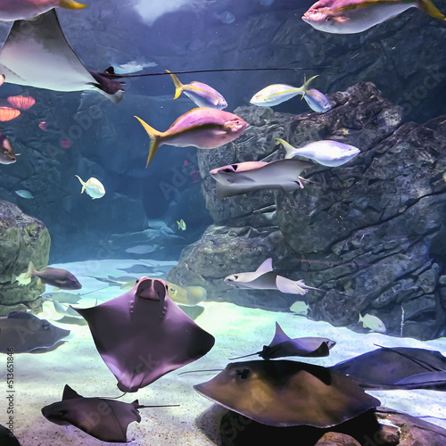 Background of an aquarium with stingrays and goldfish swimming calmly