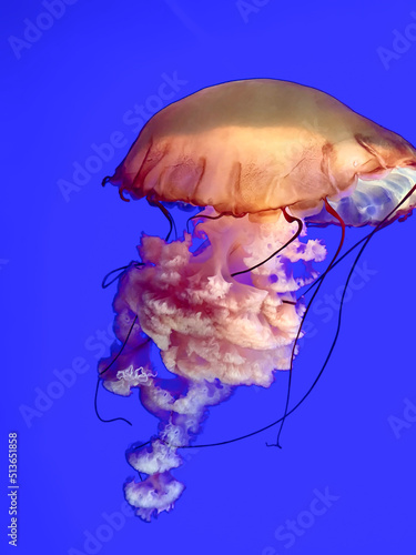 Huge and splendid coral-colored jellyfish folating on a deep blue background 