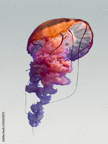 Huge and splendid motley jellyfish floating