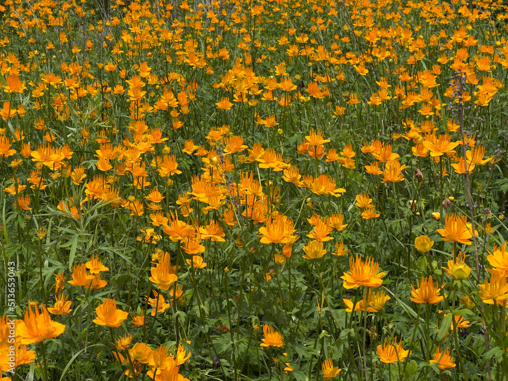 Globeflower plants field