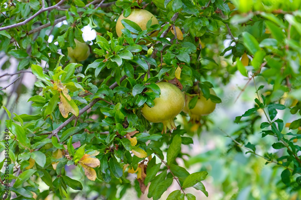 Pomegranates hanging on tree branches in garden