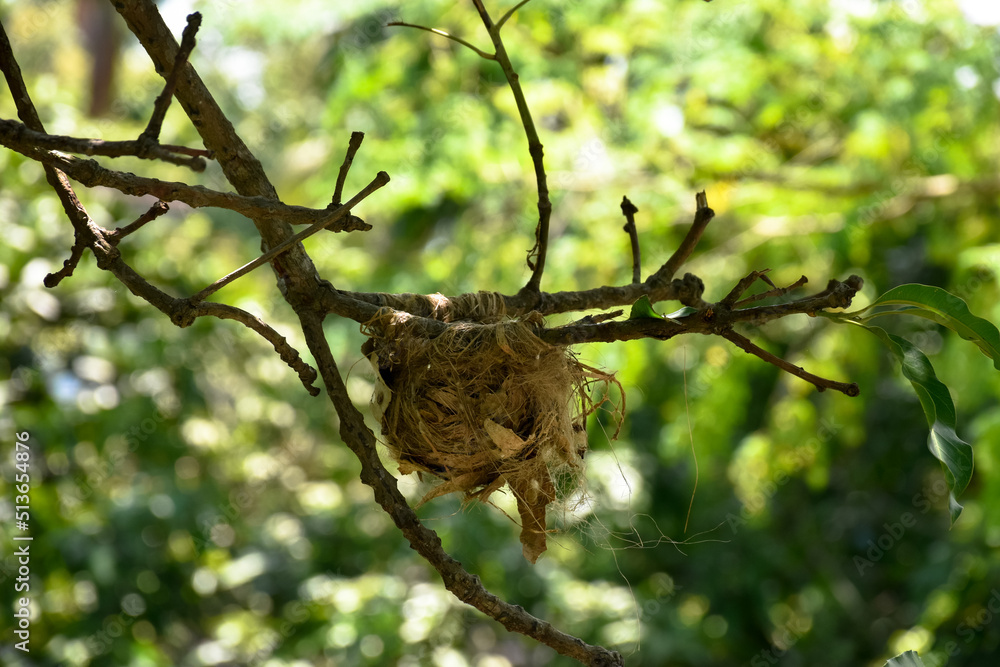 Bird's nest on a tree branch in nature. Nest of Black Hooded Oriole (Oriolus xanthornus) on a mango tree branch. Bird's nest on a tree branch in nature. Nest of Black Hooded Oriole (Oriolus xanthornus) on a mango tree branch.