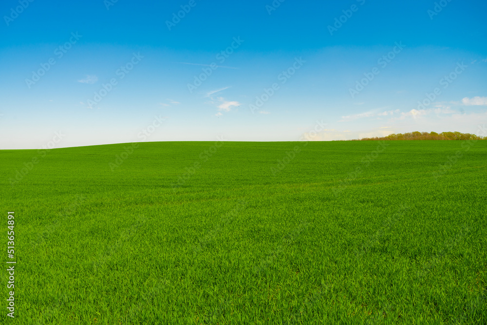Idyllic grassland, rolling green fields, blue sky and white clouds in the background Idyllic grassland, rolling green fields, blue sky and white clouds in the background
