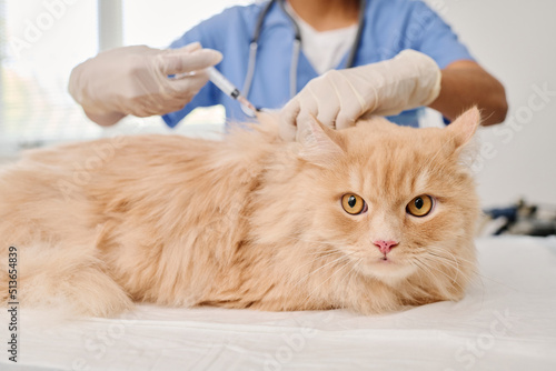 Photography Medium close-up selective shot of unrecognizable doctor giving vaccine injection