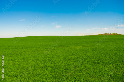 Idyllic grassland, rolling green fields, blue sky and white clouds in the background © EwaStudio