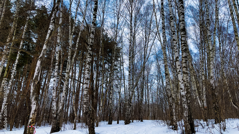 Fototapeta premium Winter landscape with snowy birch trees in the park