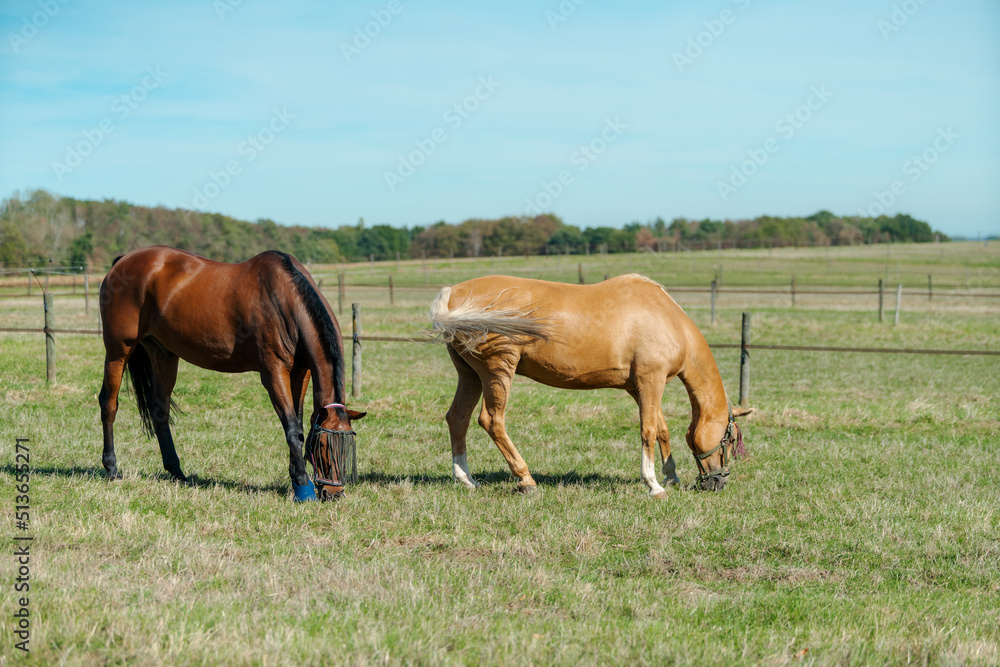 Horses at horse farm. Country summer landscape Horses at horse farm. Country summer landscape