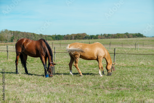 Horses at horse farm. Country summer landscape