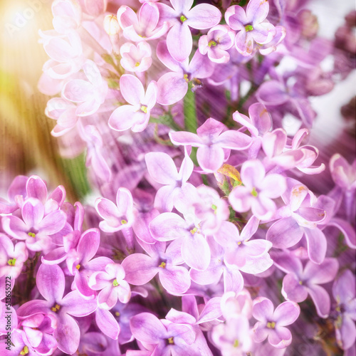 Spring blossom. Blooming lilac bush with tender tiny flower © EwaStudio
