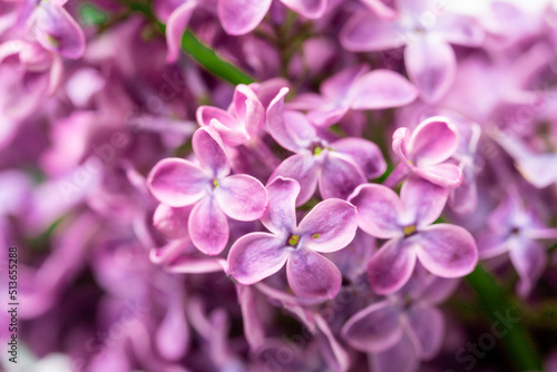 Purple lilac flowers blossom in garden, spring background