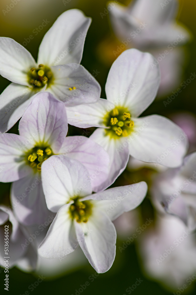 Cardamine pratensis in meadow, close up shoot Cardamine pratensis in meadow, close up shoot