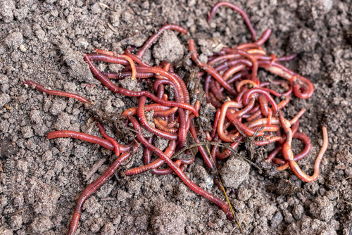 Breeding red worms Dendrobena. Fertile soil. Natural soil improvement. Fishing worms.