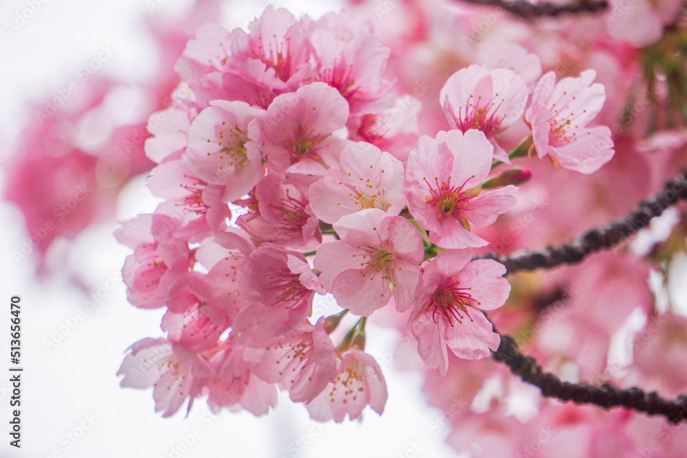 Focus Sakura flowers during spring season in the park, Blossom on tree branch blooming, Nature floral background.