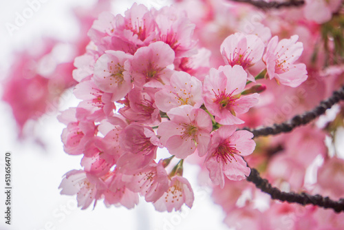 Focus Sakura flowers during spring season in the park, Blossom on tree branch blooming, Nature floral background.
