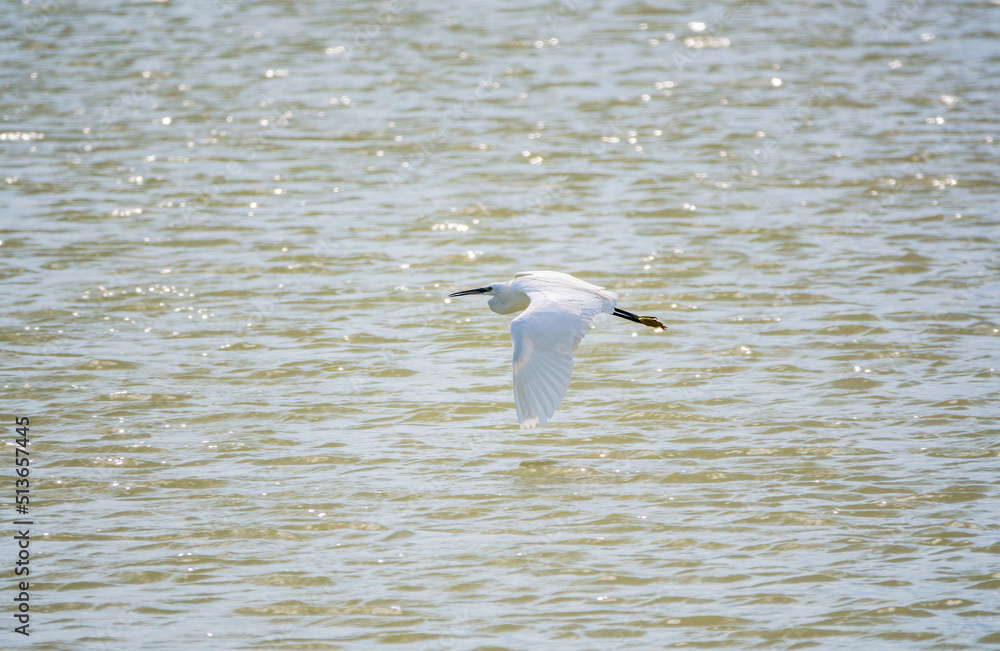 The flight of the little egret or Small White Heron. The flight of the little egret or Small White Heron.