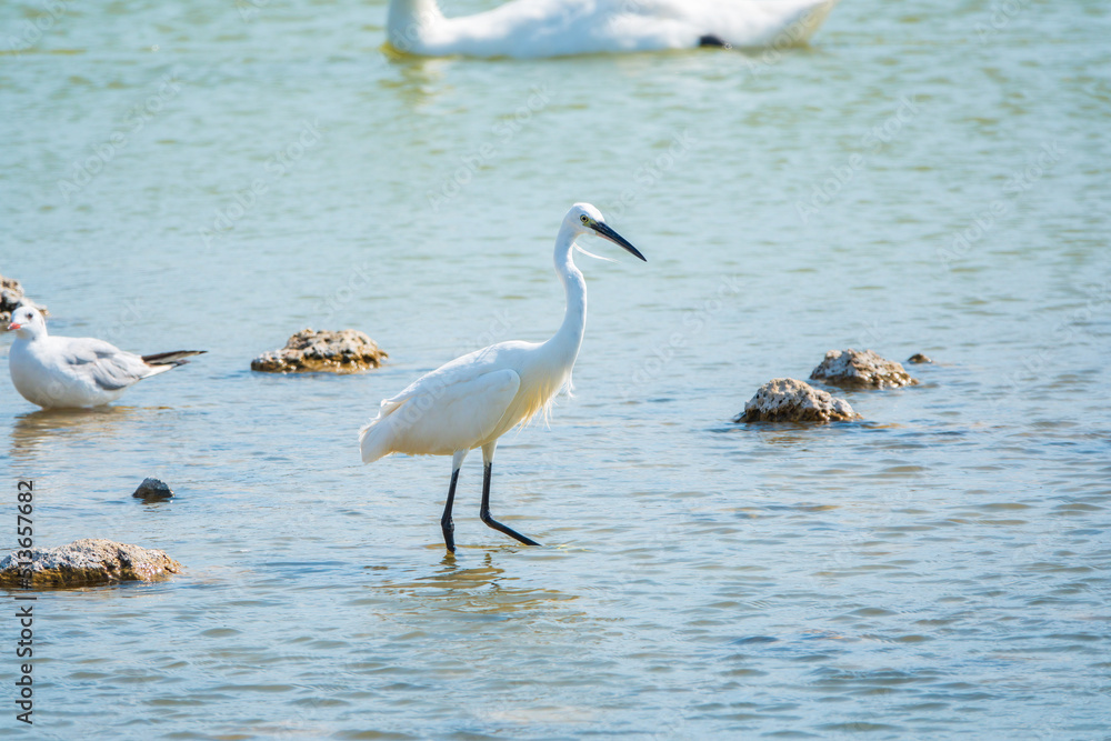 The small white heron or Little egret stands in the lake The small white heron or Little egret stands in the lake