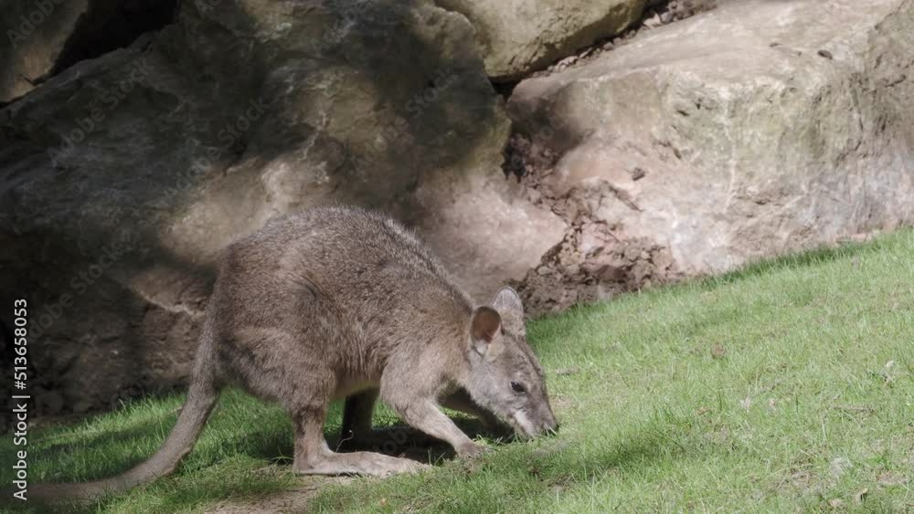 Swamp Wallaby eats grass, Wallabia bicolor, is one of the smaller kangaroos. Swamp Wallaby eats grass, Wallabia bicolor, is one of the smaller kangaroos.
