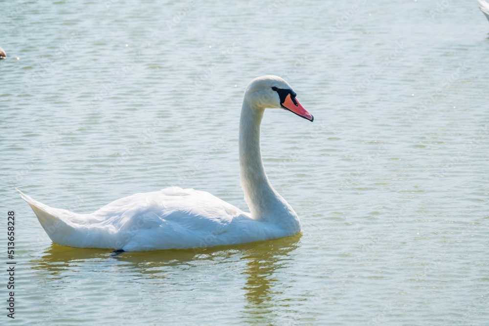 Graceful white Swan swimming in the lake, swans in the wild. Portrait of a white swan swimming on a lake. Graceful white Swan swimming in the lake, swans in the wild. Portrait of a white swan swimming on a lake.