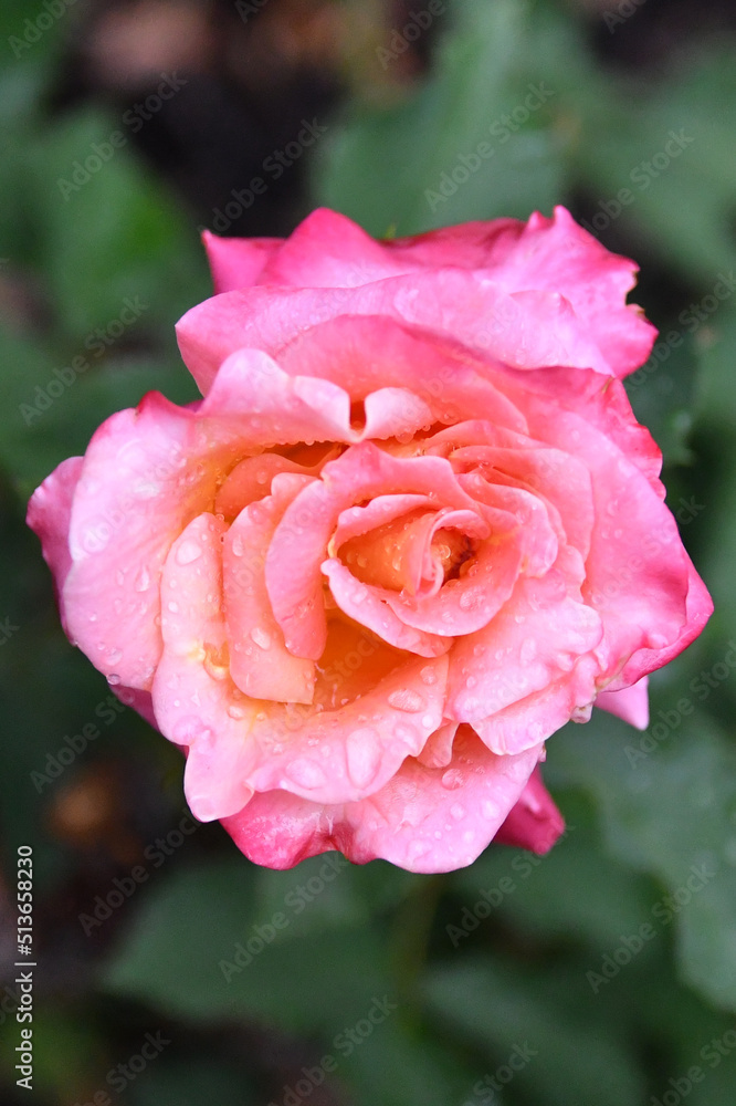 Close up Rose Close up Rose