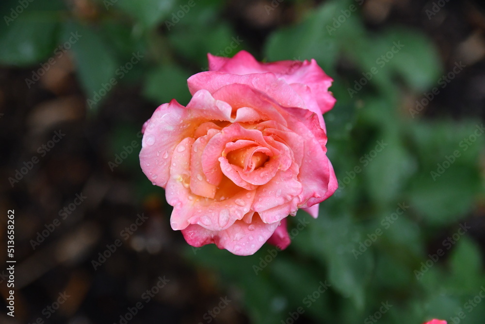 Pink Ombre Rose Pink Ombre Rose