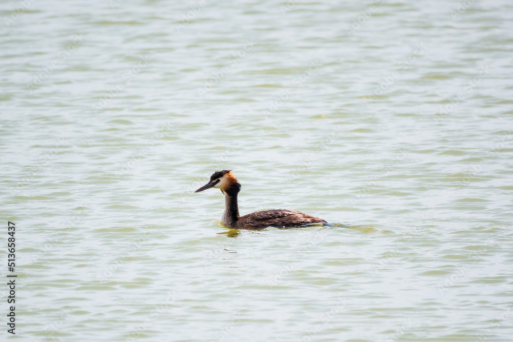 The waterfowl bird Great Crested Grebe swimming in the calm lake The waterfowl bird Great Crested Grebe swimming in the calm lake