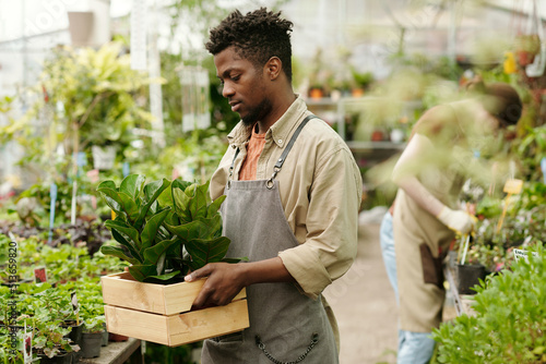 Photography African young worker bringing box with new plants for sale in flower market