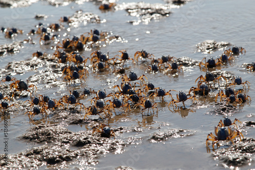 Cast of crabs running along the shoreline photo