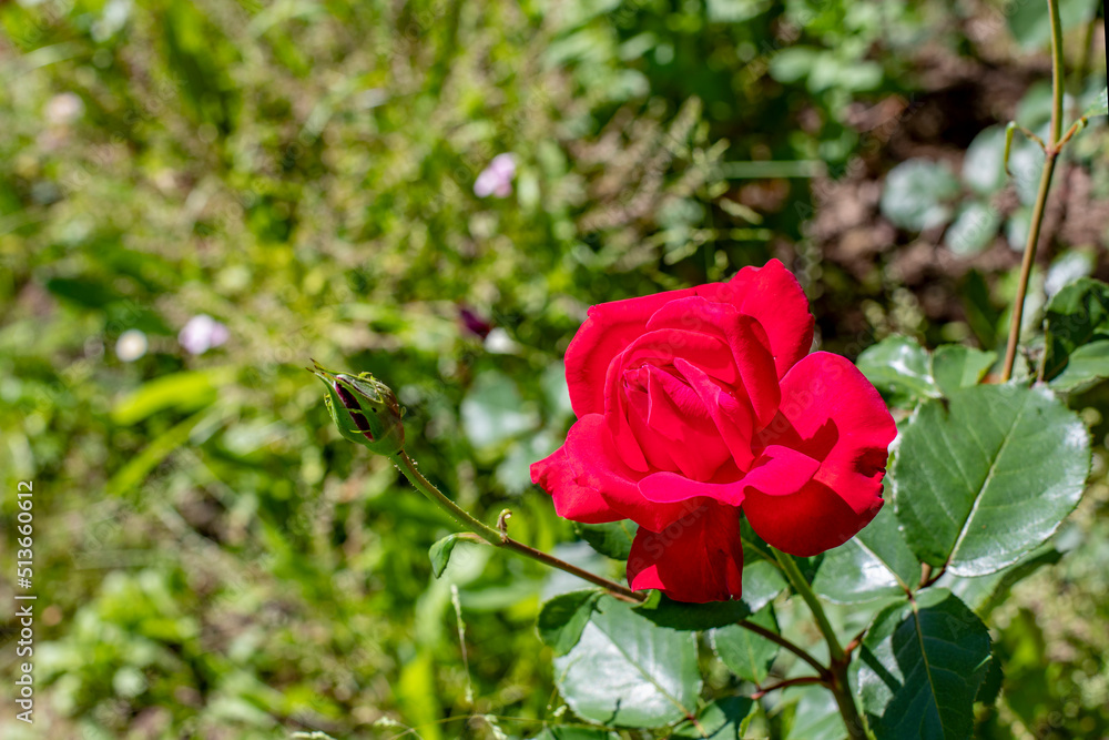 Obraz premium Red rose on a green natural background. One open flower blossom rose, symbol of love