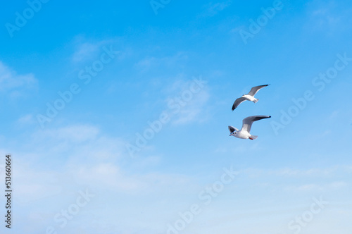 Birds flying in blue cloudy sky copy space