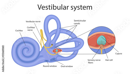 Foto vestibular system