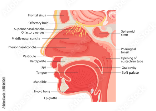 Illustration of the anatomy of the human larynx and internal pharynx, close up.