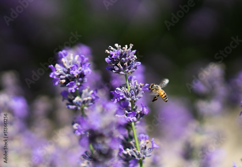 Fototapeta Naklejka Na Ścianę i Meble -  Honey bee over lavender flower