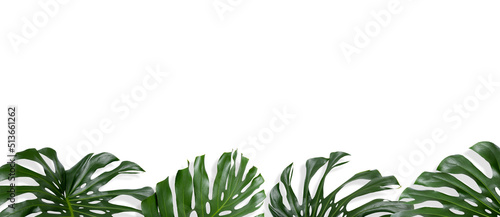 monstera plant  banner with green single leaves  