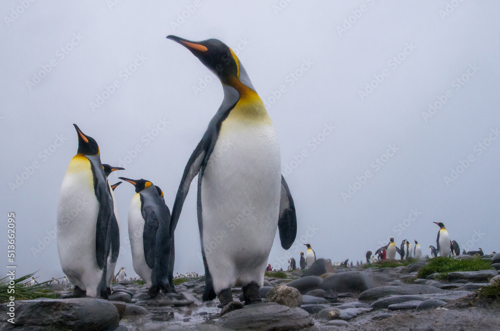 Fototapeta premium King Penguin Group standing on rocky shore