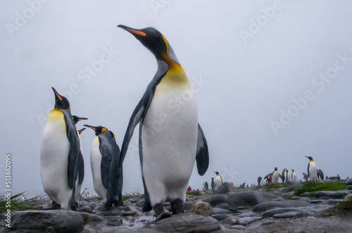 King Penguin Group standing on rocky shore