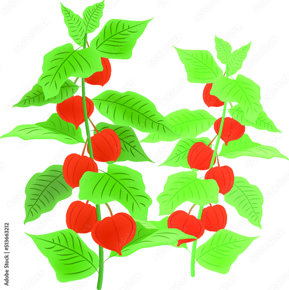 ほおずきの花 ほおずきの花