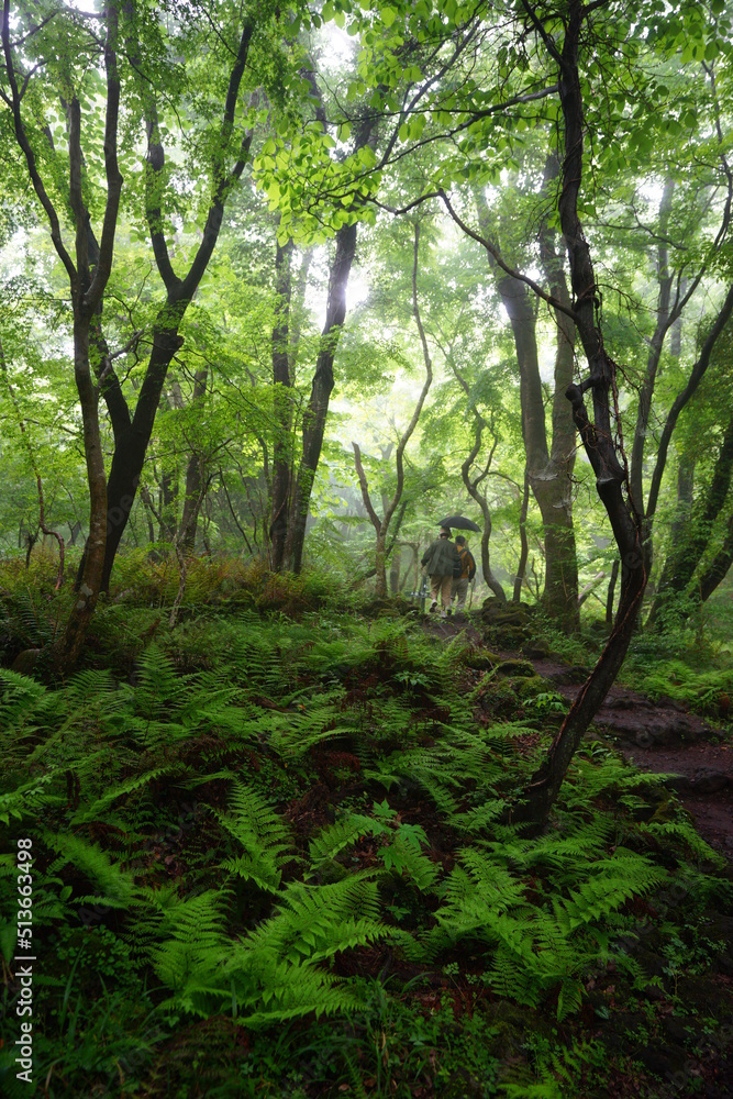 Fototapeta premium old trees in misty forest