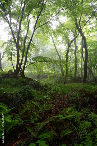 mystic misty forest in springtime