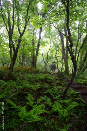 old trees in misty forest © SooHyun