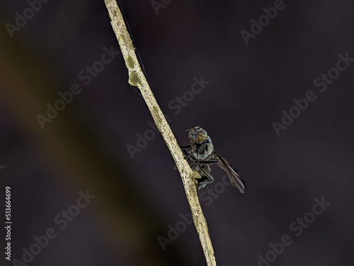 Black horse fly (Tabanus atratus) on a wooden branch with blur background.