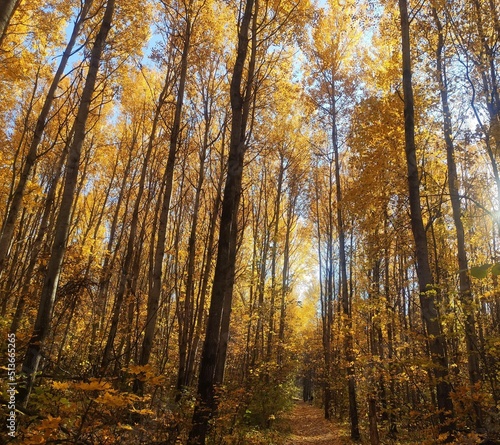 Forest trees in autumn, fallen leaves. Lovely autumn background. Autumn forest path. Path in the autumn forest. Autumn forest landscape