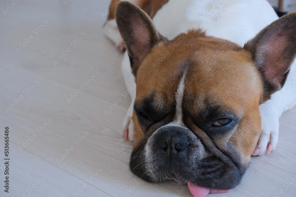 young sleepy suspicious french bulldog with big ears and tongue portrait on white background with copy space