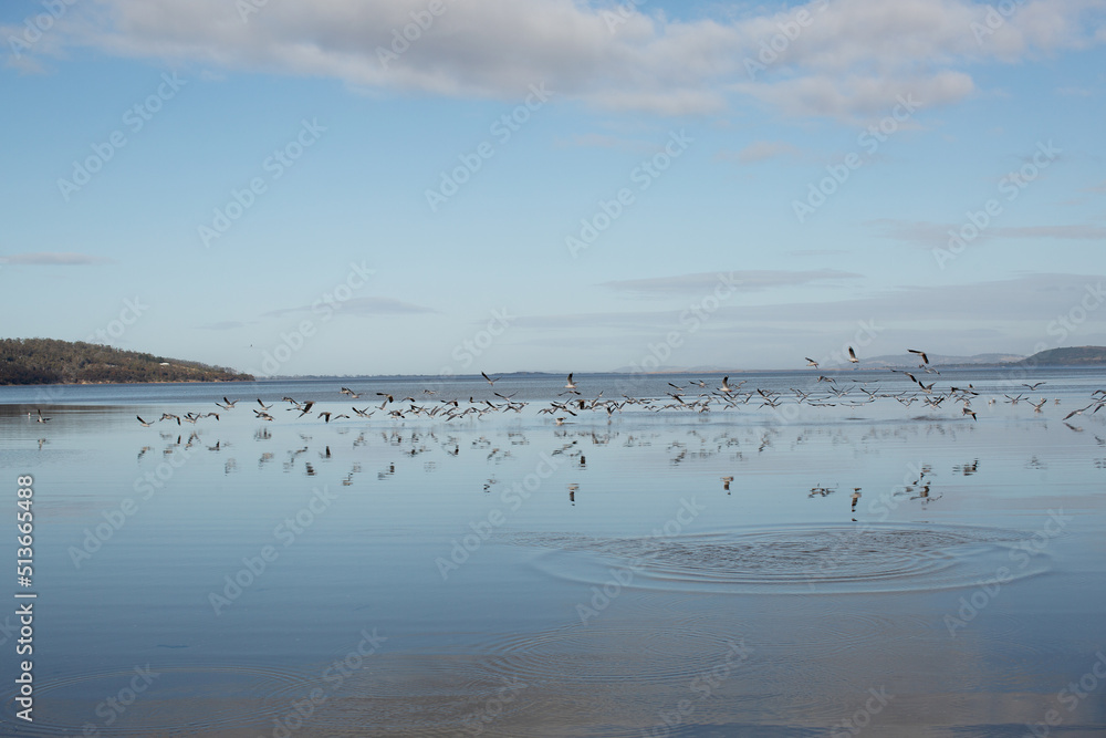 Large flock of Seagulls in flight