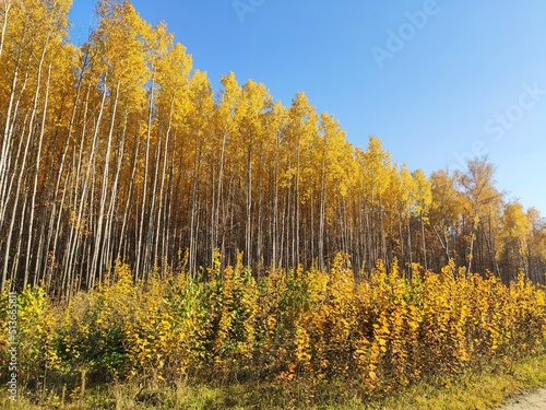 Forest trees in autumn and blue sky. Autumn forest landscape