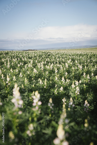 Lupin crop at full flower in the Avon Valley in Western Australia photo