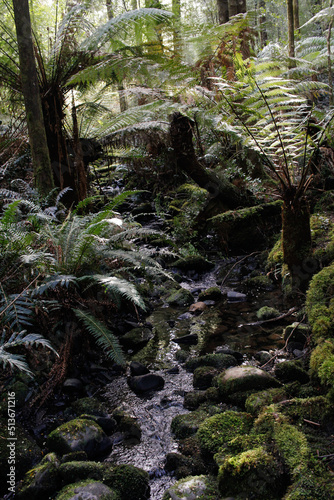 Rainforest mountain creek, Cradle Mountain