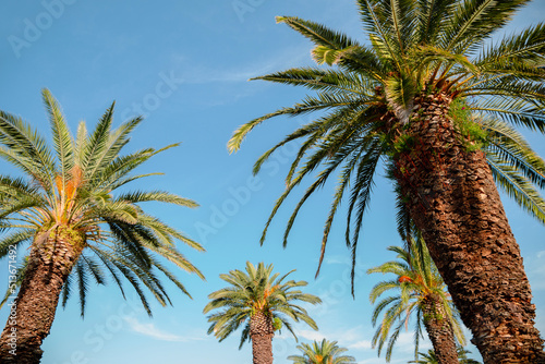 Palm trees at Riva street in Split, Croatia