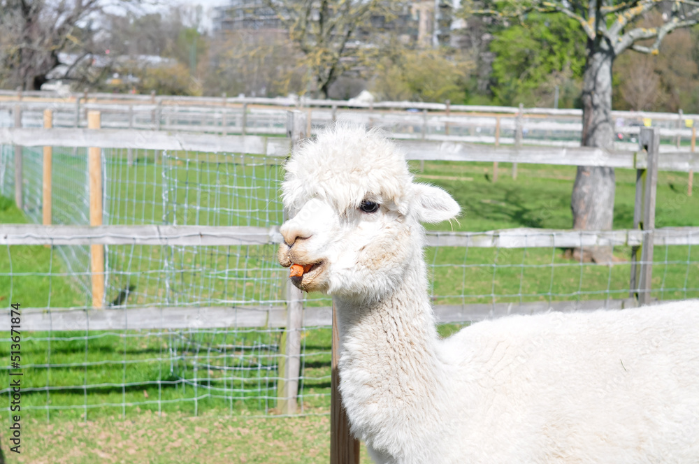 White curly lama grazing on the farm in spring