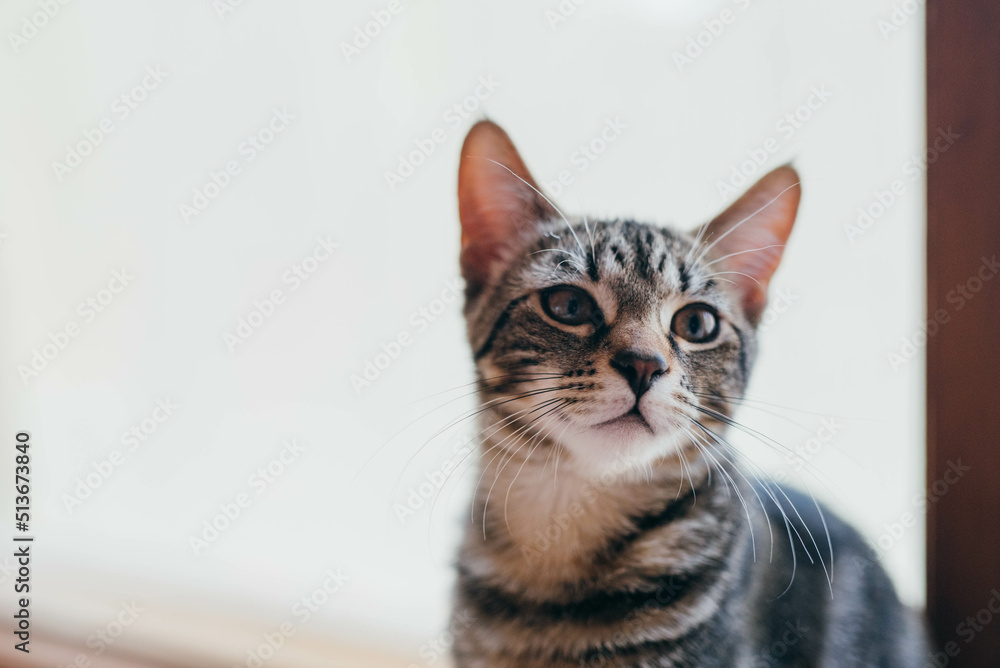 Tabby kitten by the window Tabby kitten by the window