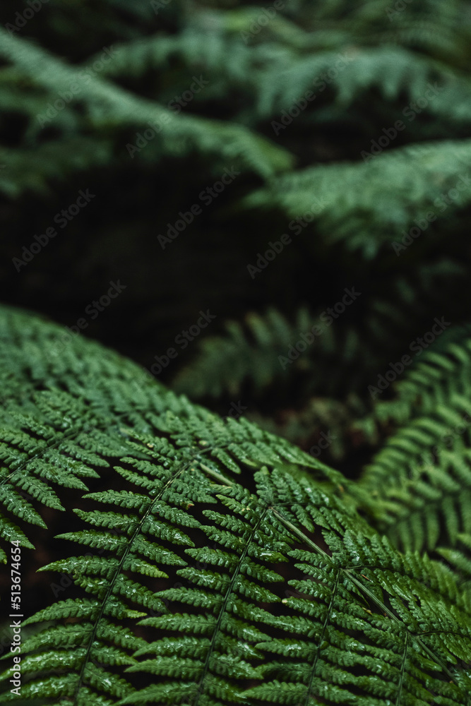 Tropical leaf in the forest. Close up of big leaves in the deep and dark woods. Concept of wild nature outdoors. Natural scenic landscape. Save the planet and stop deforestaion. Love for nature Tropical leaf in the forest. Close up of big leaves in the deep and dark woods. Concept of wild nature outdoors. Natural scenic landscape. Save the planet and stop deforestaion. Love for nature